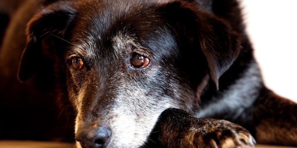 justica-condena-lojista-a-5-anos-de-reclusao-por-maus-tratos-a-caes